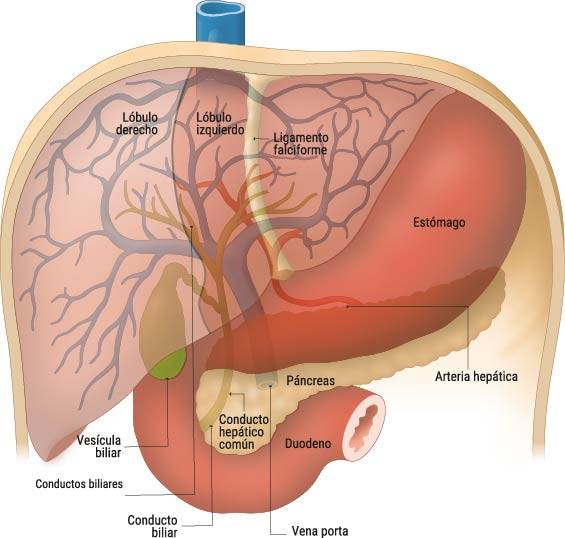 ilustracion-partes-higado Ilustración de las partes del hígado.